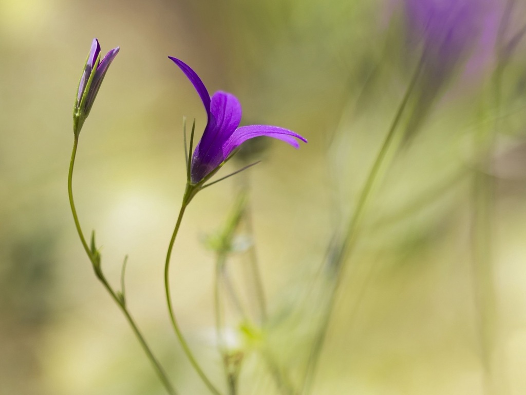 http://img.desktopwallpapers.ru/flowers/pics/fd7b69e35468e757e5536-1024.jpg