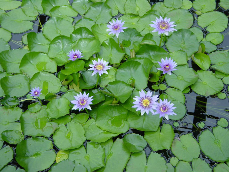 http://img.desktopwallpapers.ru/flowers/pics/water-lily.jpg