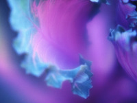 ���� ��� �������� �����: ��������