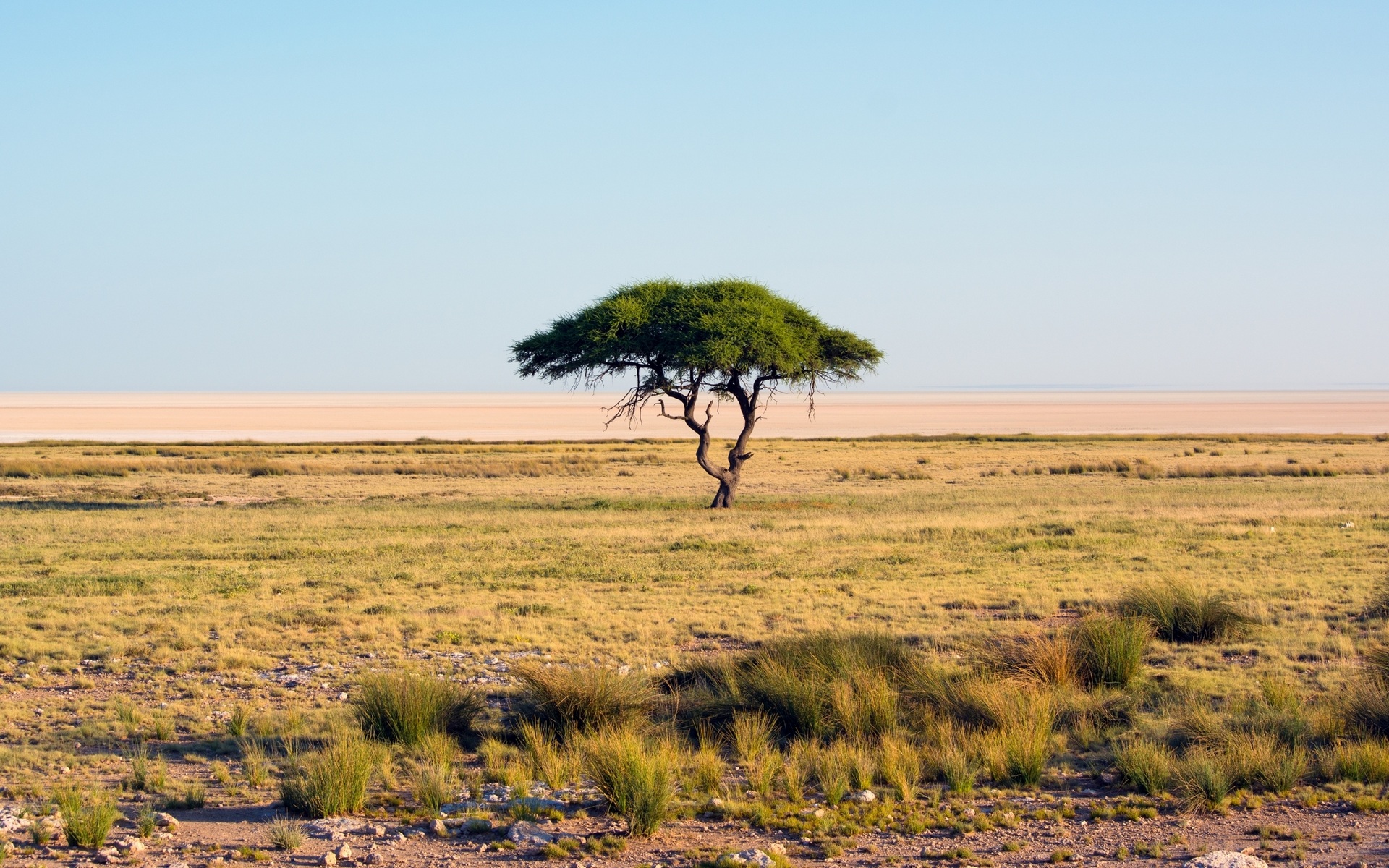 Savane - Anne-Laure Caridel main image 1